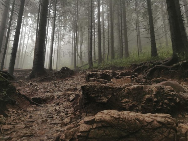 Misty forest with tall trees and rocky trails, a mystical and gloomy atmosphere, Zakopane, hiking to Kasprowy Wierch in the High Tatras National Park, Carpathian Mountains, Poland