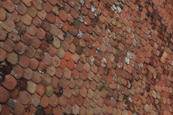 Old roof covering, beaver tail-shaped tiles, partly already weathered or with growth of lichens and mosses