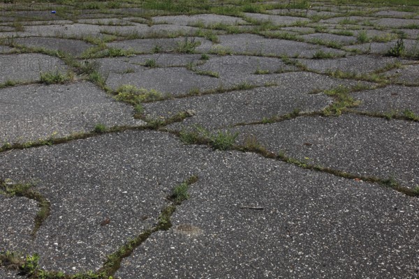 Cracked asphalt surface, moss and grass are now growing out of the cracks, frost damage