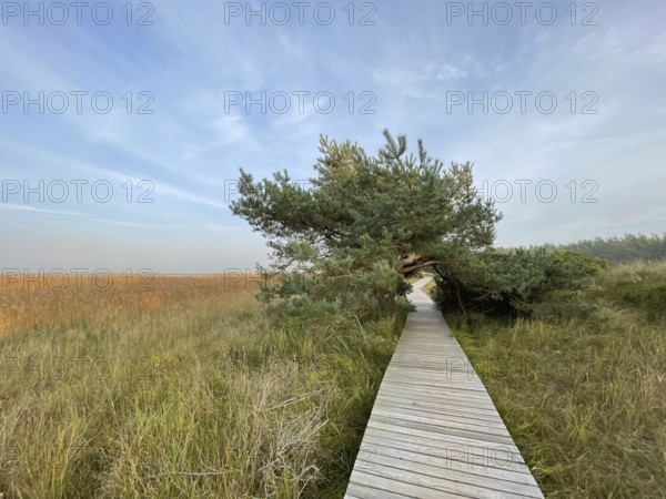 Footbridge through the reeds in the swamp area of the Western Pomerania Lagoon Area National Park, Darss-Zingster Bodden Range, Baltic Sea, peninsula, nature, autumn, nature reserve, Fischland-Darß-Zingst, Mecklenburg-Western Pomerania, Germany