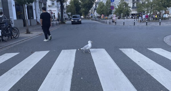 Herring gull (Larus argentatus), gull walking across the zebra crossing, funny, Warnemünde, Rostock, Mecklenburg-Western Pomerania, Germany