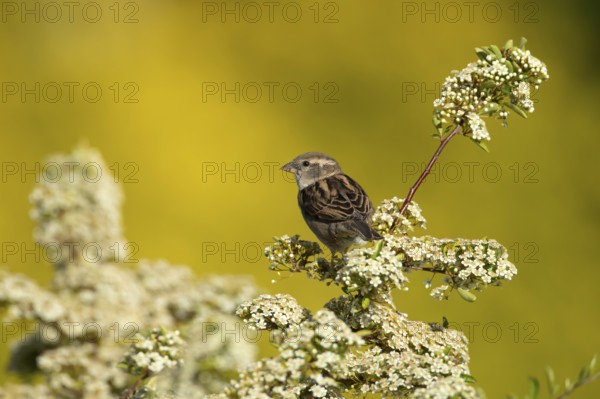 House sparrow (Passer domesticus) adult female garden bird on a shrub with white blossom flowers in summer, England, United Kingdom