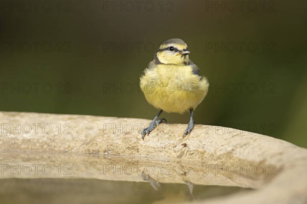 Blue tit (Cyanistes caeruleus) adult garden bird on a bird bath in summer, England, United Kingdom