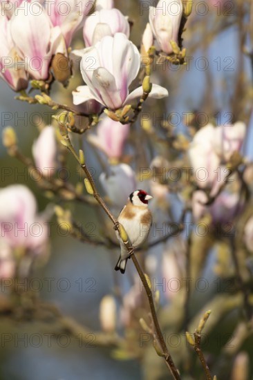 European goldfinch (Carduelis carduelis) adult garden bird on a Magnolia tree branch with blossom flowers in spring, England, United Kingdom
