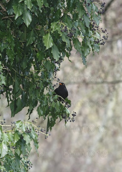 Blackbird (Turdus merula), male, eating ivy berries (Hedera helix), North Rhine-Westphalia, Germany