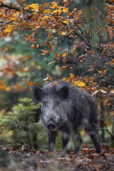 Wild boar (Sus scrofa) in autumn forest, autumn, autumn colours, Germany