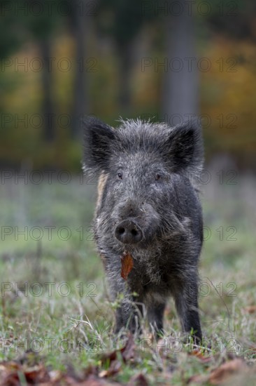 Wild boar (Sus scrofa) on a forest meadow, autumn, autumn colours, Germany