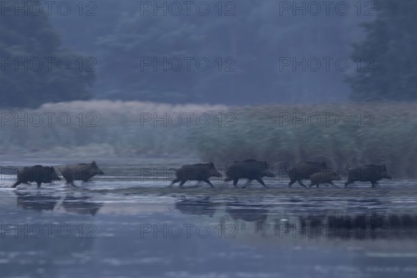 A wild boar (Sus scrofa) crosses a pond at first light, dawn, escape, Germany
