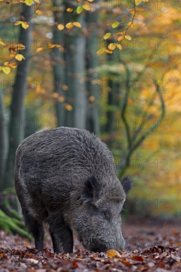 A wild boar (Sus scrofa) has sought out a quiet beech forest and is rummaging through the leaves for food, autumn, autumn colours, Germany