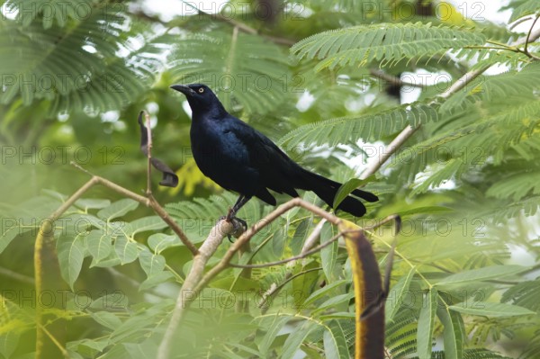 Yellow-eyed blackbird (Agelasticus xanthophthalmus) in the department of Petén, Guatemala