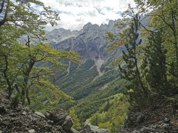 View through trees of wooded slopes and rugged mountains on a sunny day, Peaks of the Balkans, hiking in the Albanian Alps National Park, Albania