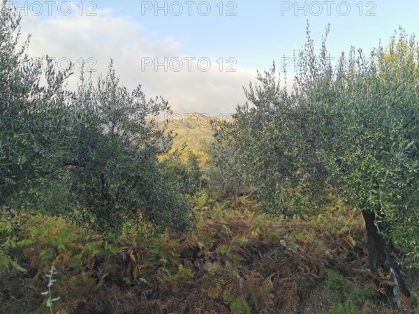 Scene with olive trees in green vegetation under a bright sky, Peaks of the Balkans, hiking in the Albanian Alps National Park, Albania
