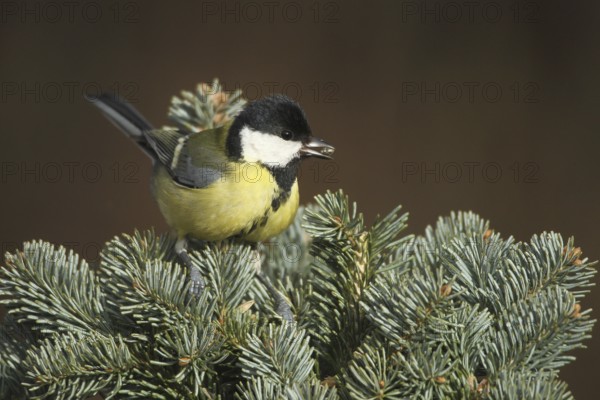 Great Tit (Parus major) Allgäu, Bavaria, Germany, Allgäu, Bavaria, Germany