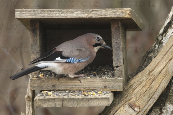 Eurasian jay (Garrulus glandarius) at winter feeding in the forest, Allgäu, Bavaria, Germany, Allgäu, Bavaria, Germany