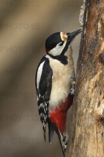 Great spotted woodpecker (Dendrocopos major) at winter feeding in the forest, Allgäu, Bavaria, Germany, Allgäu, Bavaria, Germany