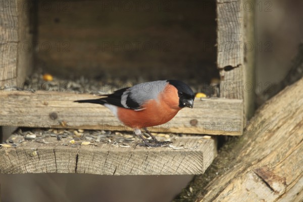 Bullfinch (Pyrrhula pyrrhula) or bullfinch, male at winter feeding in the forest, Allgäu, Bavaria, Germany, Allgäu, Bavaria, Germany