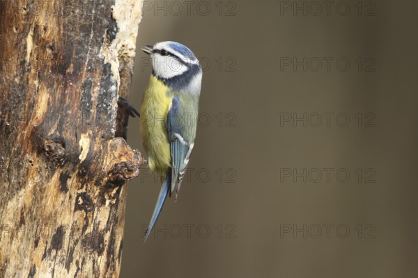 Blue tit (Cyanistes caeruleus) at winter feeding in the forest, Allgäu, Bavaria, Germany, Allgäu, Bavaria, Germany