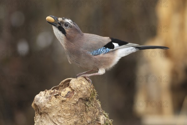 Eurasian jay (Garrulus glandarius) with acorn in beak at winter feeding in the forest, Allgäu, Bavaria, Germany, Allgäu, Bavaria, Germany