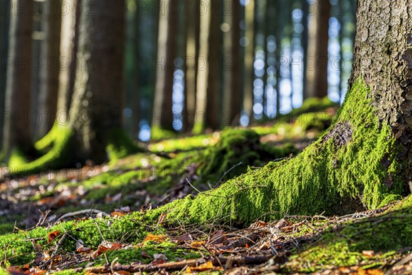 Moss-covered forest in winter mood in the Schurwald, Baden-Württemberg, Germany. Peaceful natural scenery with soft winter light, mossy tree trunks, and a quiet woodland atmosphere – ideal for themes of nature, tranquility, and seasonal change