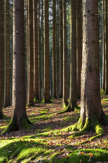 Moss-covered forest in winter mood in the Schurwald, Baden-Württemberg, Germany. Peaceful natural scenery with soft winter light, mossy tree trunks, and a quiet woodland atmosphere – ideal for themes of nature, tranquility, and seasonal change