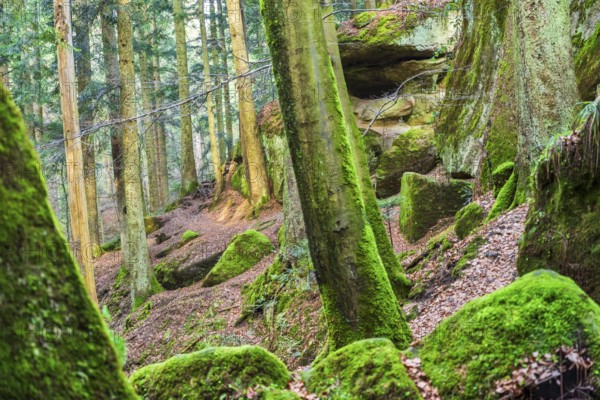 Winter atmosphere in the Hägeles- und Brunnenklinge nature reserve in the Swabian-Franconian Forest, Baden-Württemberg, Germany. Narrow forest path between striking rock formations, covered with moss, in a quiet protected low-mountain landscape. Ideal for nature and landscape imagery from southern Germany