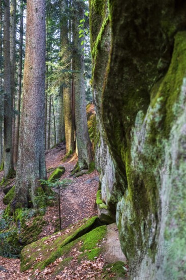 Winter atmosphere in the Hägeles- und Brunnenklinge nature reserve in the Swabian-Franconian Forest, Baden-Württemberg, Germany. Narrow forest path between striking rock formations, covered with moss, in a quiet protected low-mountain landscape. Ideal for nature and landscape imagery from southern Germany
