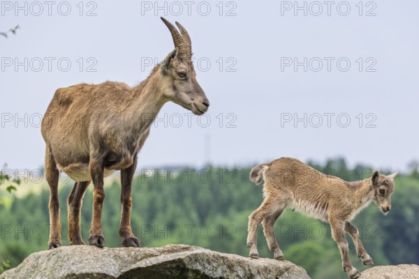 An adult female ibex (Capra ibex) stands on a rock and suckles her young. A forest can be seen in the background. Carinthia, Austria