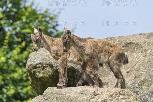 Two young ibex (Capra ibex) stand on a rock on a sunny . A blue sky can be seen in the background. Carinthia, Austria