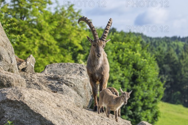 An adult male and two young ibex (Capra ibex) stand on a rock on a sunny day. A forest can be seen in the background. Carinthia, Austria