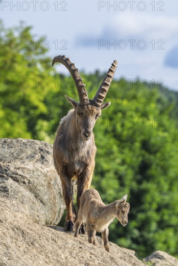 An adult male and a young ibex (Capra ibex) stand on a rock on a sunny day. A forest can be seen in the background. Carinthia, Austria
