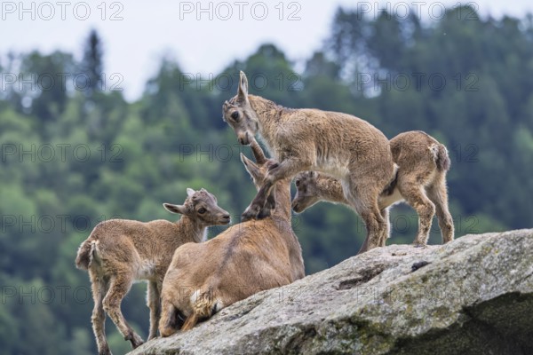 Three young ibexes (Capra ibex) climb and play on their mother, who is lying on a rock. A forest can be seen in the background. Carinthia, Austria