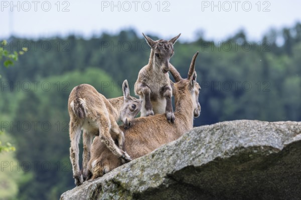 Two young ibexes (Capra ibex) climb and play on their mother, who is lying on a rock. A forest can be seen in the background. Carinthia, Austria