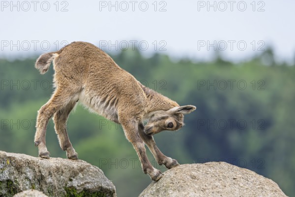A young ibex (Capra ibex) stands on a rock and stretches out. A forest can be seen in the background. Carinthia, Austria