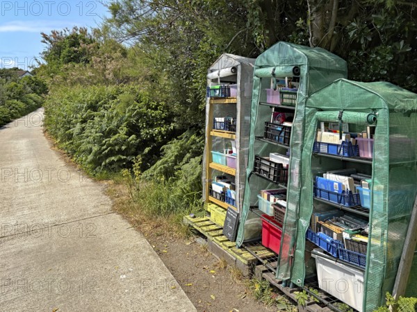 Three greenhouses full of books stand along a sunlit woodland trail, St Agnes, Isles of Scilly, Cornwall, United Kingdom
