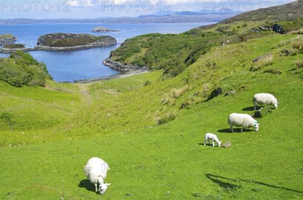 Sheep grazing in a green meadow with views of the sea and small islands, Lochinver, Highlands, Scotland, United Kingdom