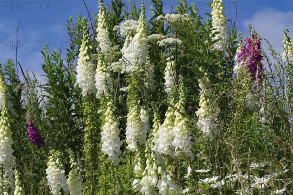 White flowers against green foliage and blue sky in a natural setting, Aberdeenshire, Scotland, United Kingdom