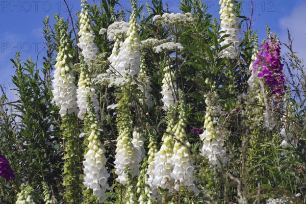 White flowers and plants against a clear blue sky, summer nature scene, Aberdeenshire, Scotland, United Kingdom