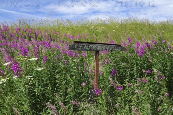 Blooming meadow with pink flowers and wooden sign on a sunny summer day, Aberdeenshire, Scotland, United Kingdom