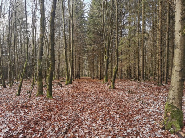 An autumnal forest trail with reddish brown leaves and tall trees, Franconian Forest nature park Park