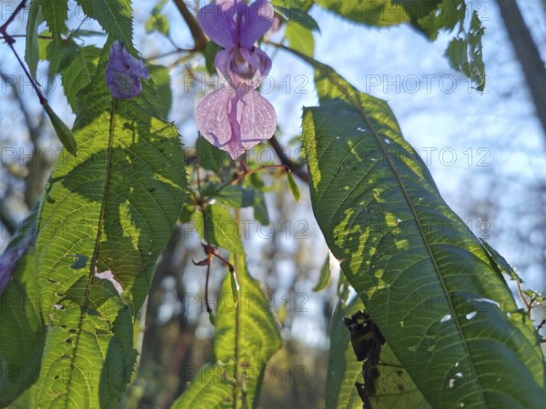 Green leaves and pink flowers of Himalayan balsam (impatiens glandulifera) in the sunlight in the foreground of a forest, Franconian Forest nature park Park