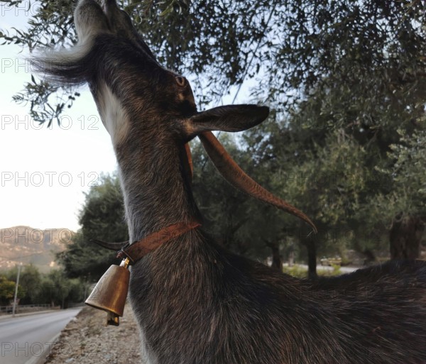 A goat (caprae) with a bell stands upright to eat olive leaves from a tree, Albania