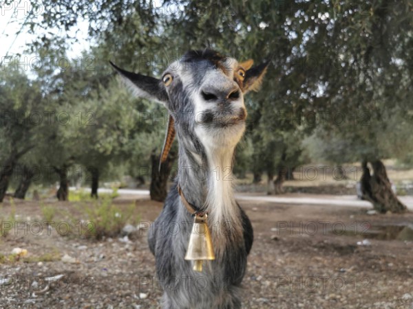 A curious goat (caprae) with a bell in an olive grove looks into the camera, Albania