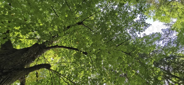 View of the treetop, interspersed with sunlight, with thick green foliage, Thuringian Forest nature park Park