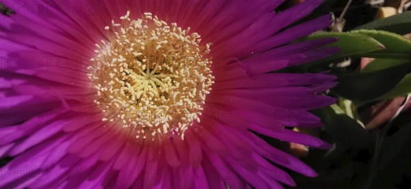 Close-up view of a bright purple-red noon flower (carpobrotus acinaciformis) with visible details in the centre, Southwest Alentejo and Costa Vicentina Natural Park, Portugal