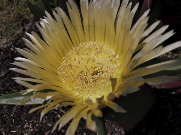 A close-up view of a yellow noonday flower (Carpobrotus edulis), Southwest Alentejo and Costa Vicentina Natural Park, Portugal