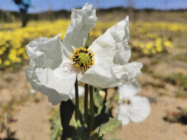 Close-up of a white poppy (papaver rhoeas) flower surrounded by yellow blossoms under a clear sky, Southwest Alentejo and Costa Vicentina Natural Park, Portugal