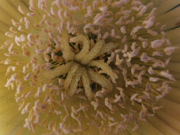Close-up of a yellow noonday flower (Carpobrutus edulis) with visible stamens, Southwest Alentejo and Costa Vicentina Natural Park, Portugal