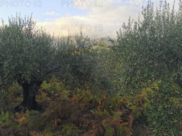 An olive tree (olivae) stands among ferns (fern) under a cloudy sky, Albanian Alps National Park