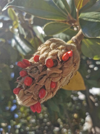 Close-up of a seed capsule of a Southern magnolia (magnolia grandiflora) with bright red seeds and green leaves, Albanian Alps National Park