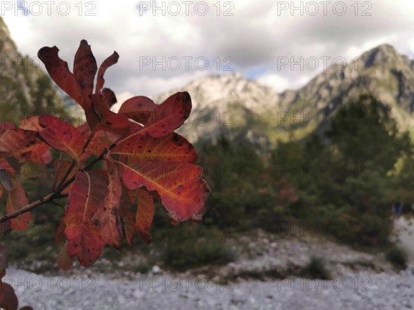 Red autumn leaf of a wig bush (cotinus coggygria) in the foreground in front of a mountainous landscape under a cloudy sky, Albanian Alps National Park